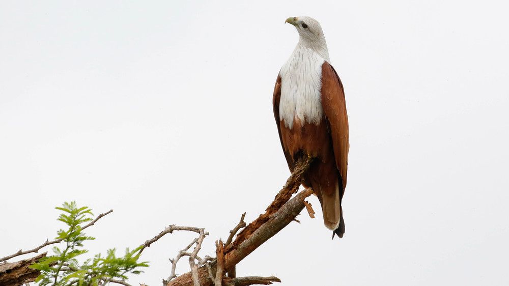 Photograph by Satish T P