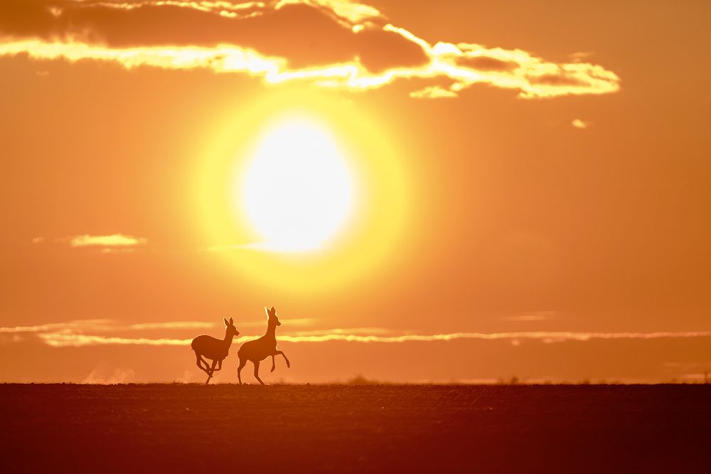 Бегущие на закат
