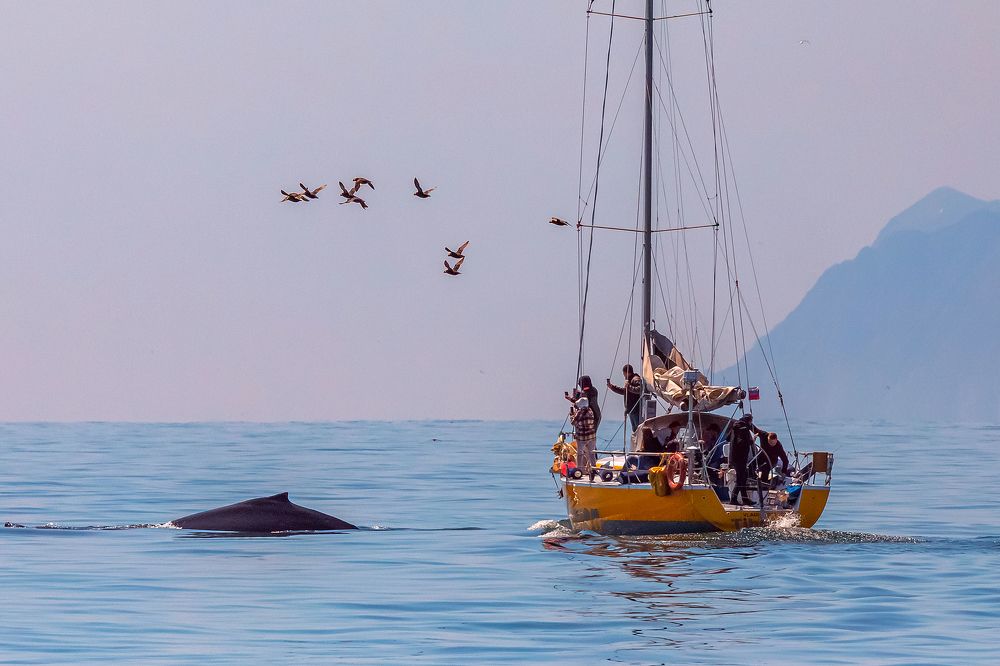 В поисках китов