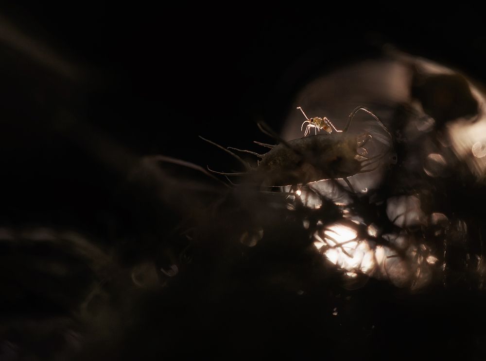 Photograph by Тарасова Ольга