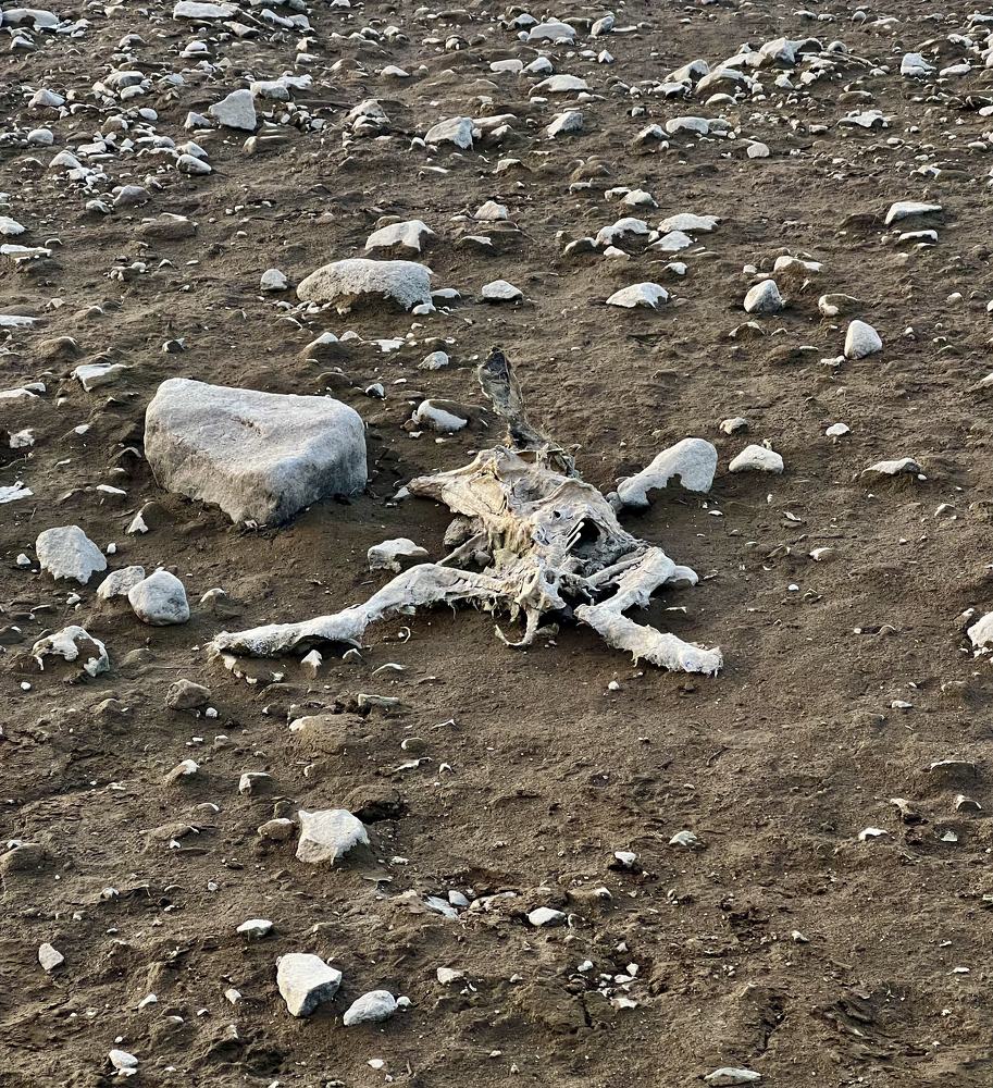 Skeleton