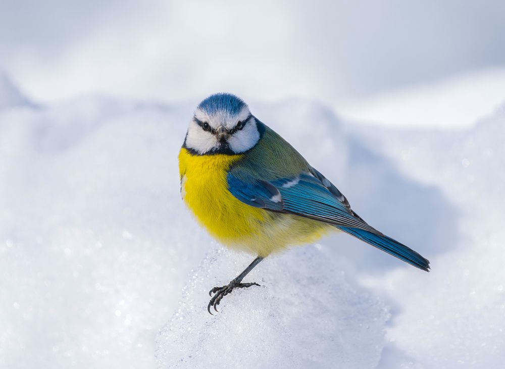 Photograph by Игорь Кляхин