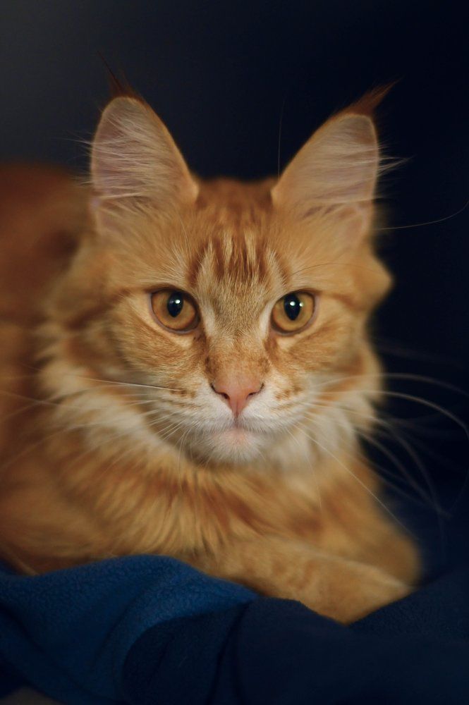 Photograph by Анна Петрова