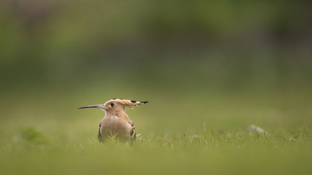 Photograph by Bimsara De Alwis