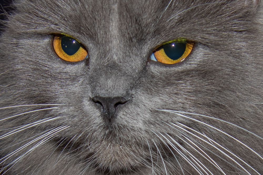 Серьёзный котик.