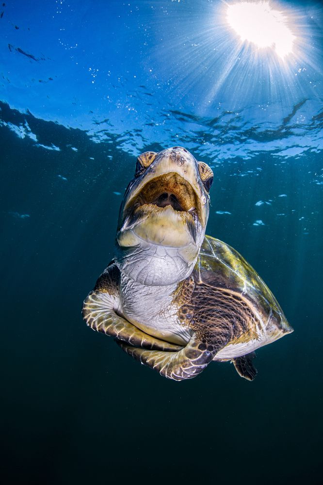 Yawning turtle