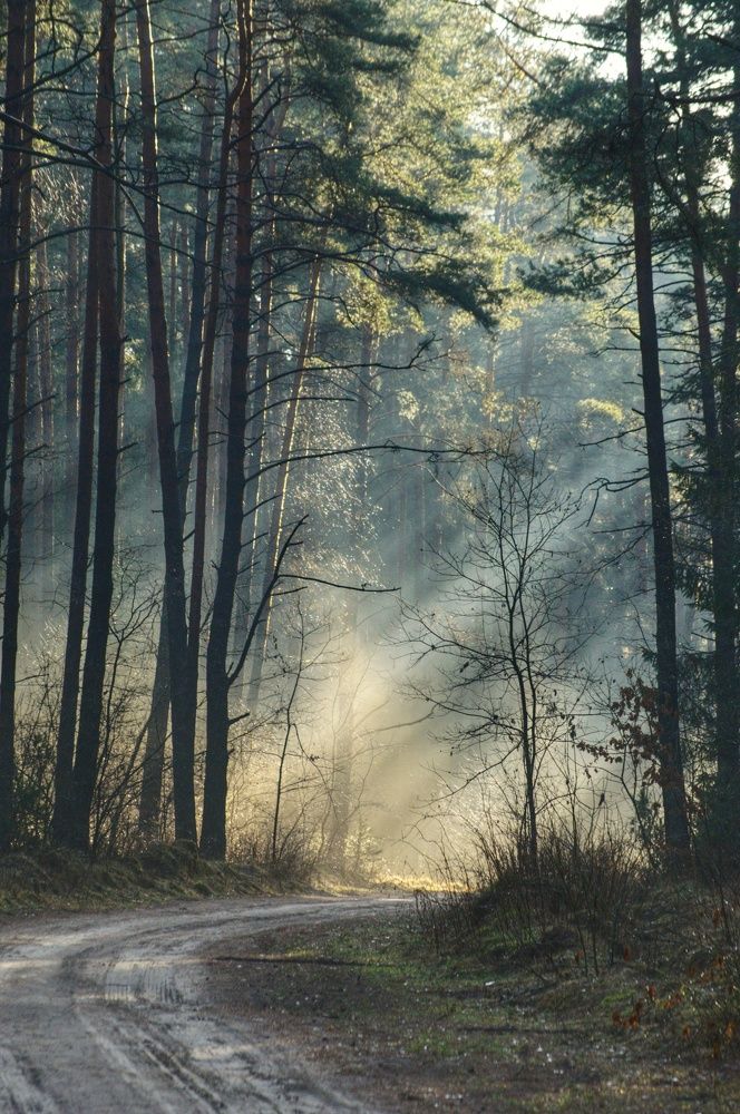 Утро в лесу