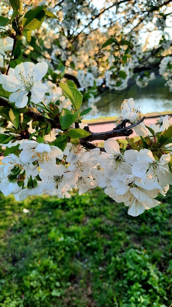 Photograph by natalya