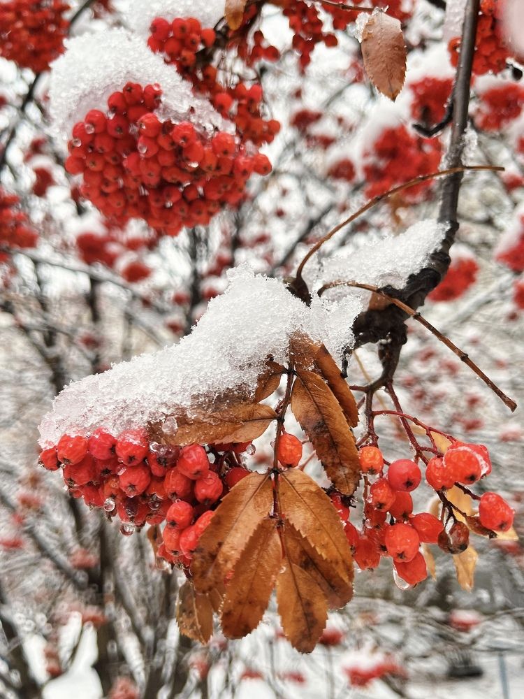 Photograph by Алена Шаргина