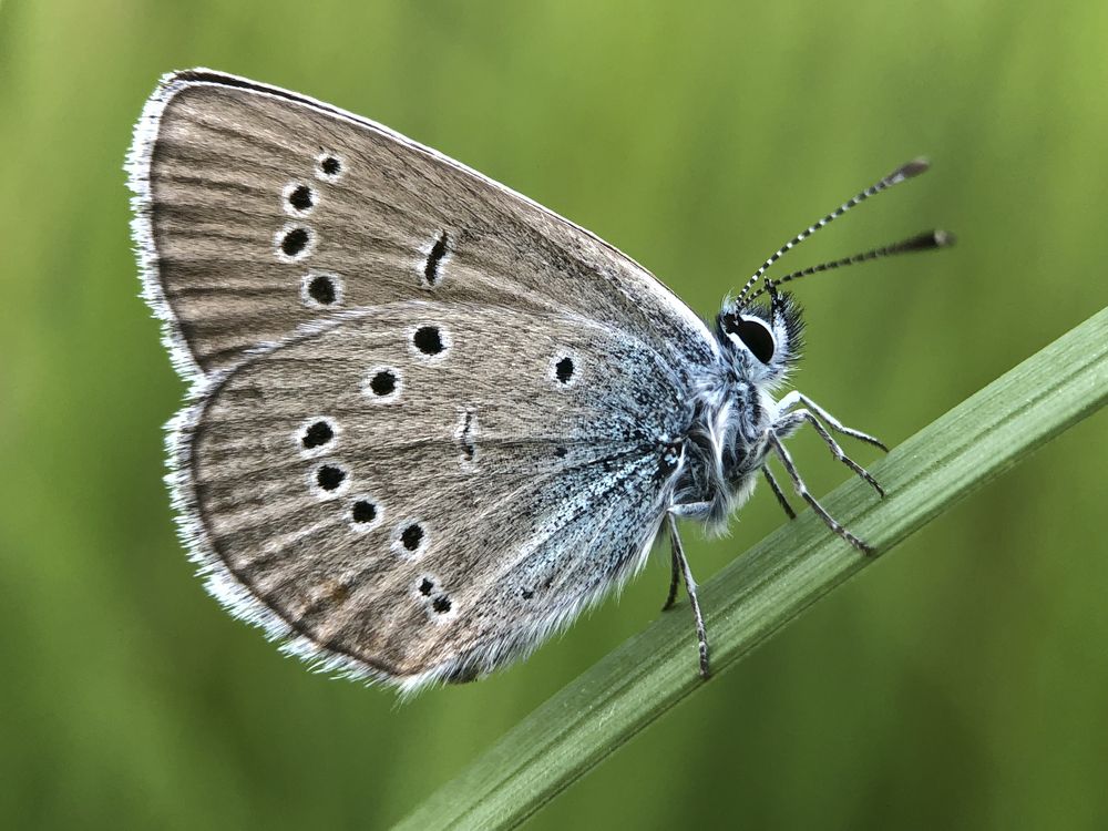 Спящая голубянка