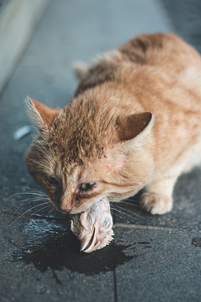 Photograph by Sveta Rubcova