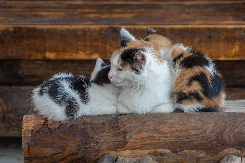 Фотография автора Илья Большаков