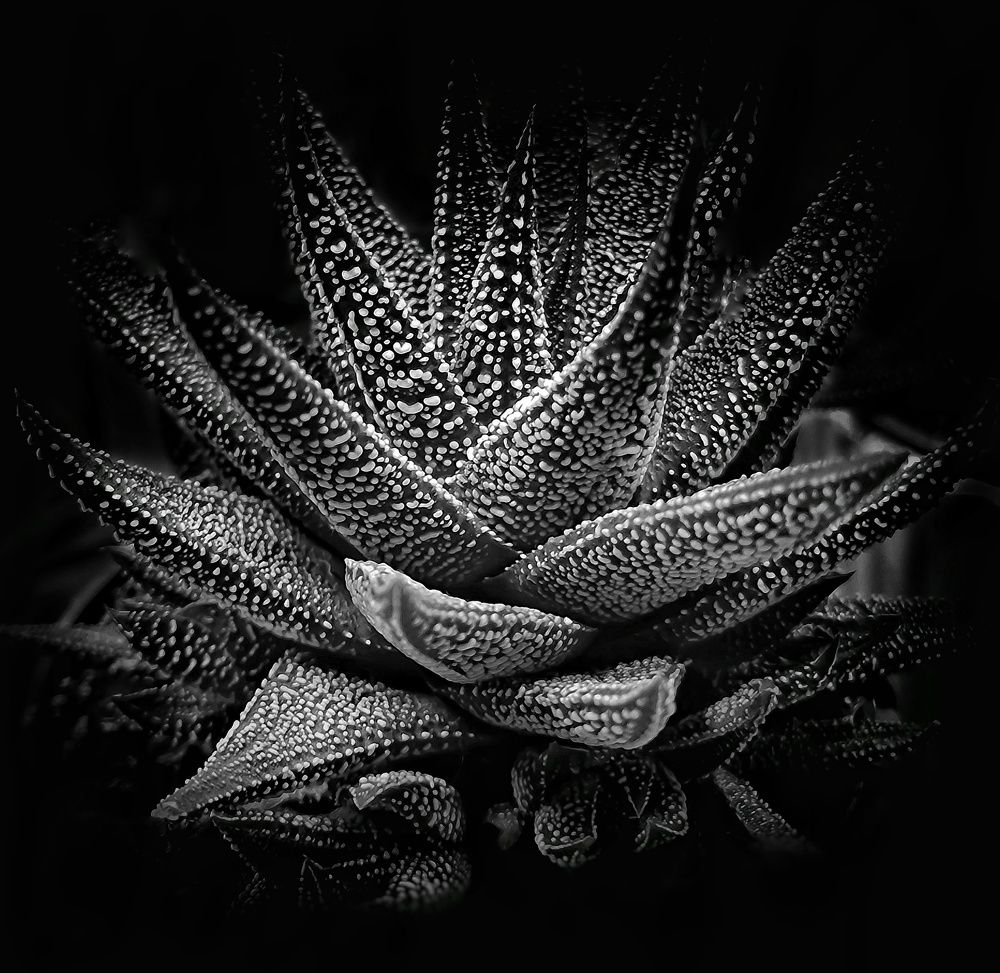 Photograph by Polina Svirida