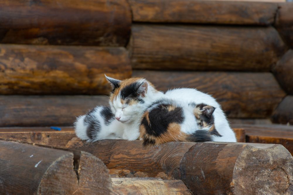 Фотография автора Илья Большаков
