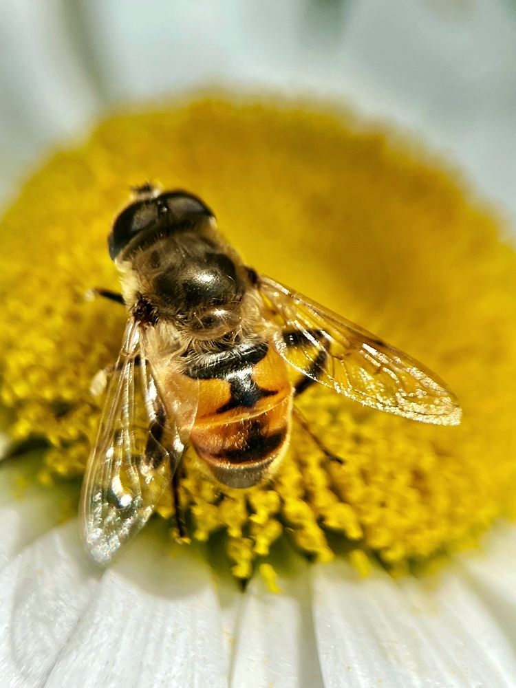 Photograph by Диана Гювенч