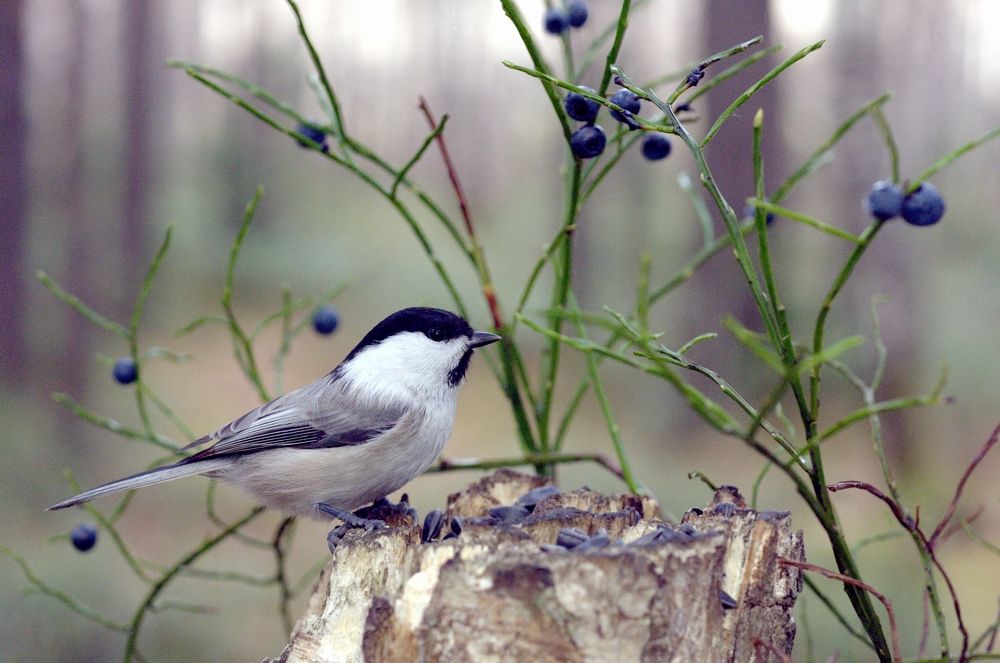 Буроголовая гаичка