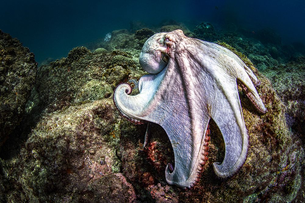 Фотография автора Paula Vianna