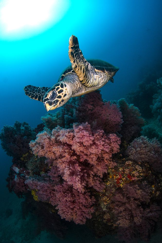 Фотография автора Paula Vianna