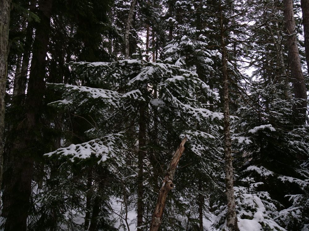 Фотография автора Шамиль