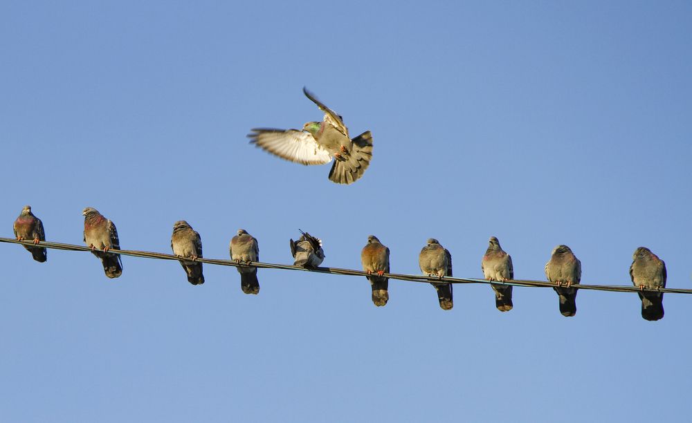 Голуби на проводах