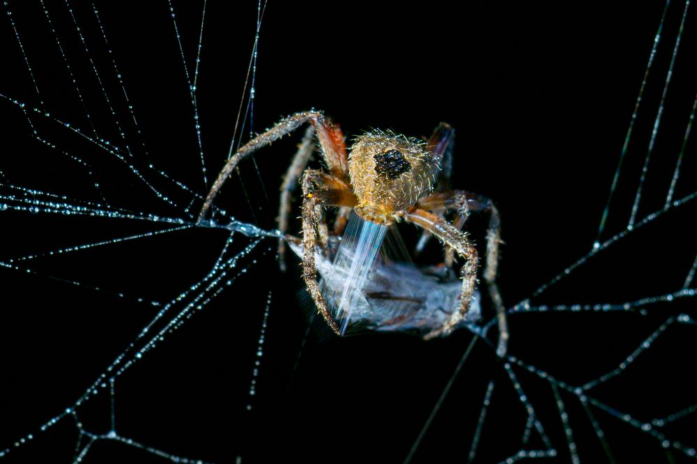 Photograph by H Gunathilake Malmi