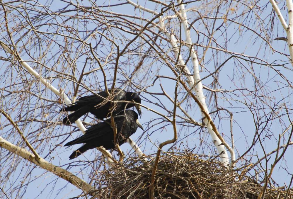 Семейная жизнь грачей