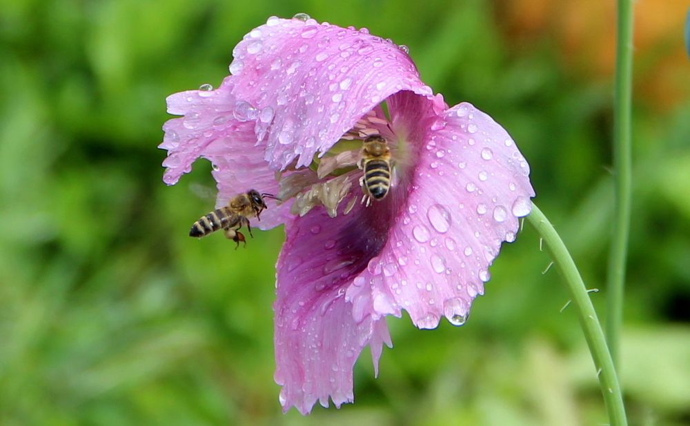 Photograph by Жанна Нечаева