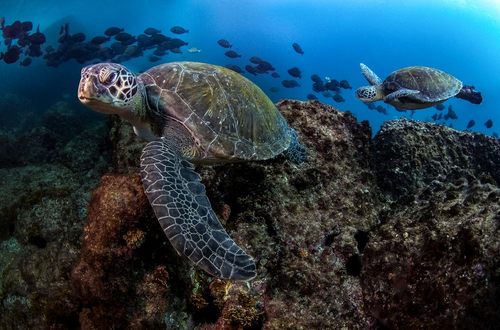 Фотография автора Paula Vianna