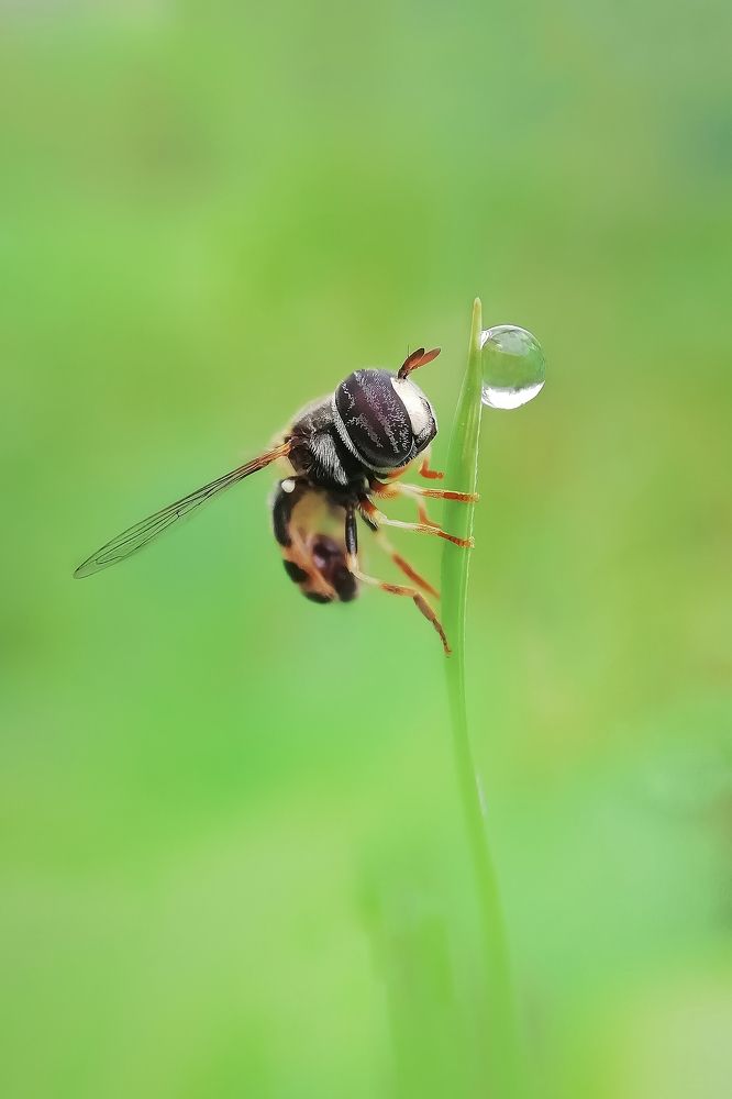 Photograph by H Gunathilake Malmi