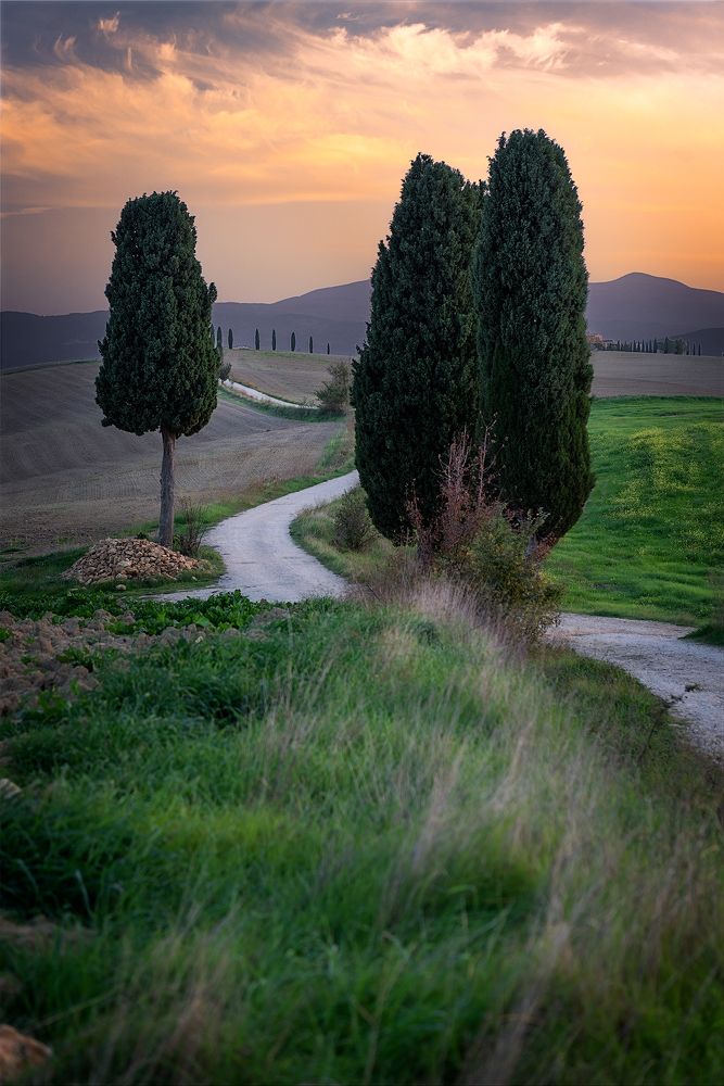 The cypresses of Tuscany
