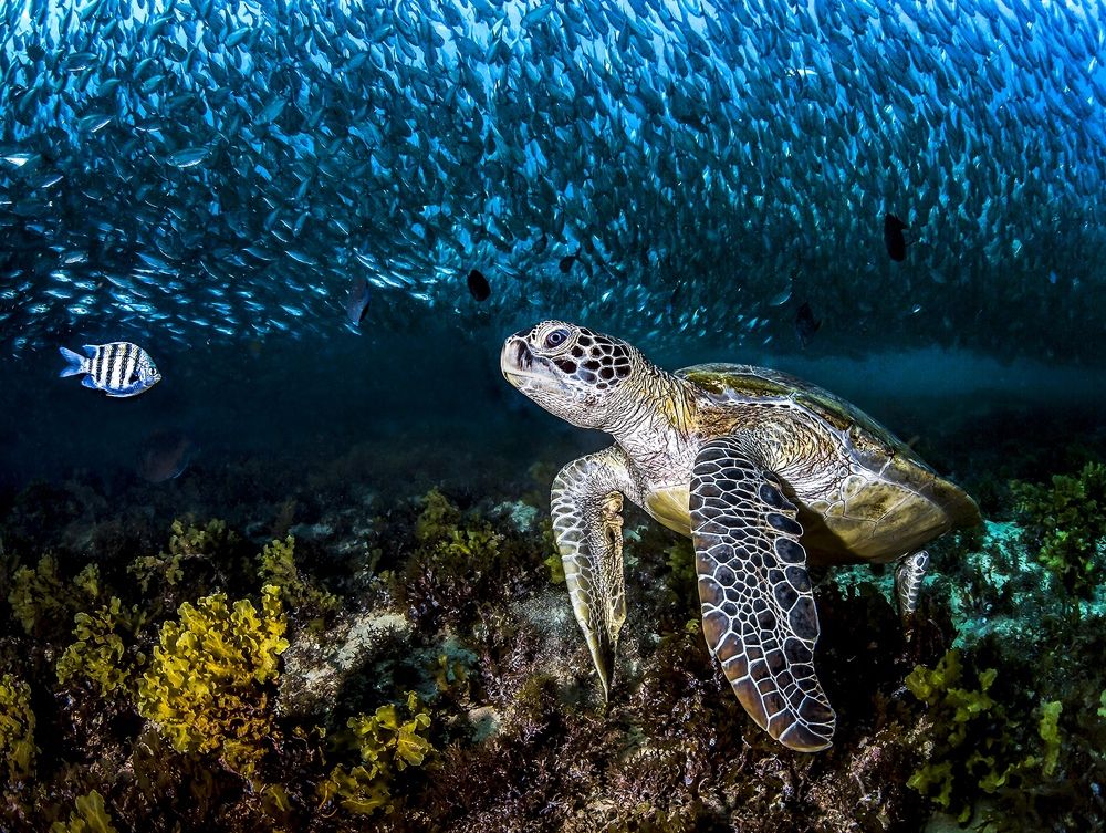 Фотография автора Paula Vianna