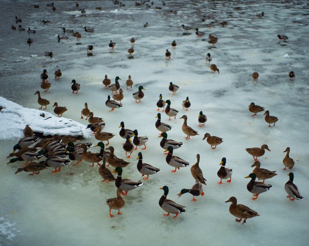 Photograph by Леонид Финагин