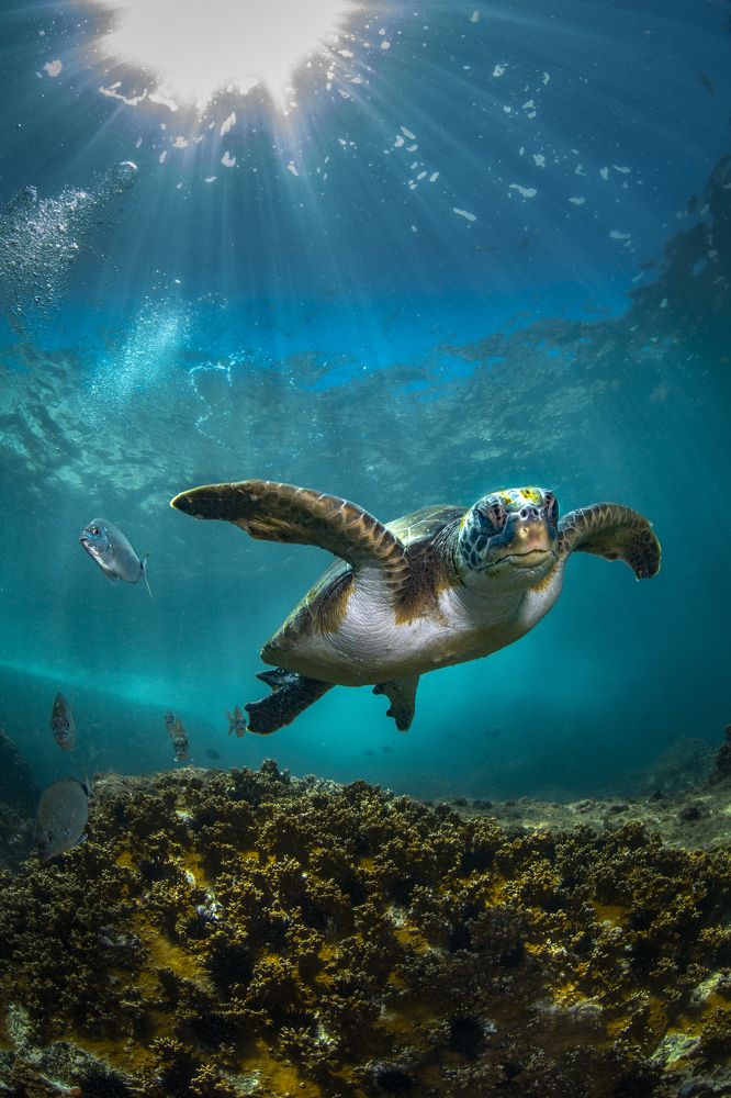 Фотография автора Paula Vianna