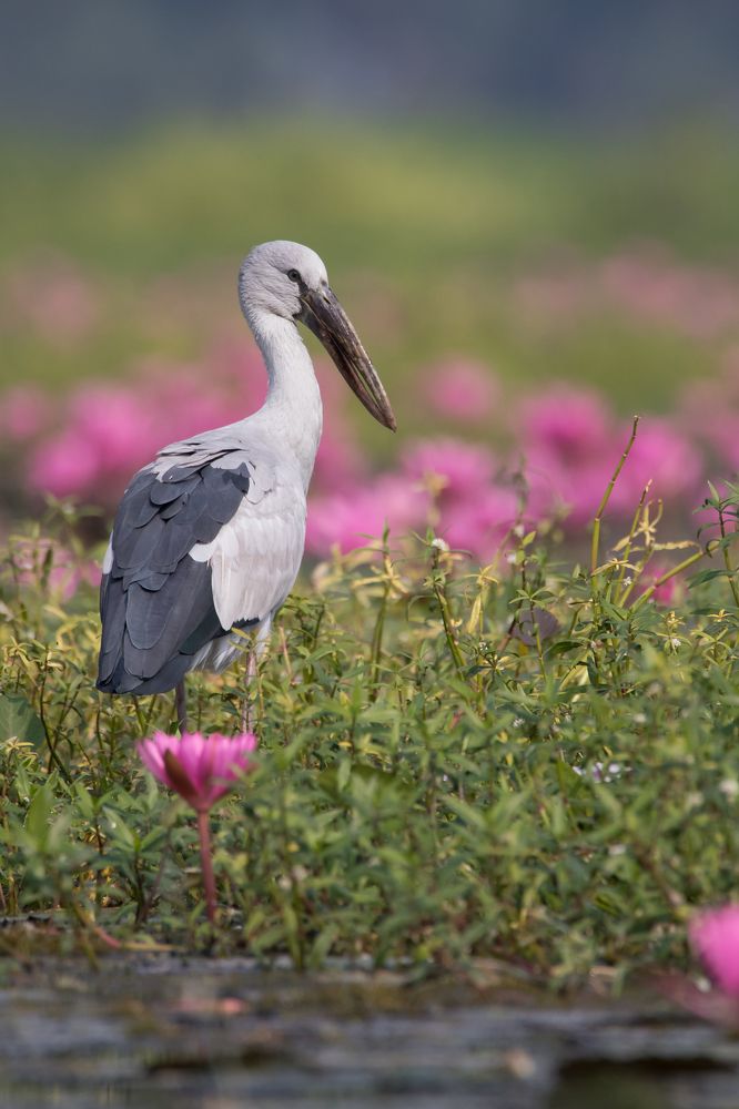 Bird of the FlowerLand