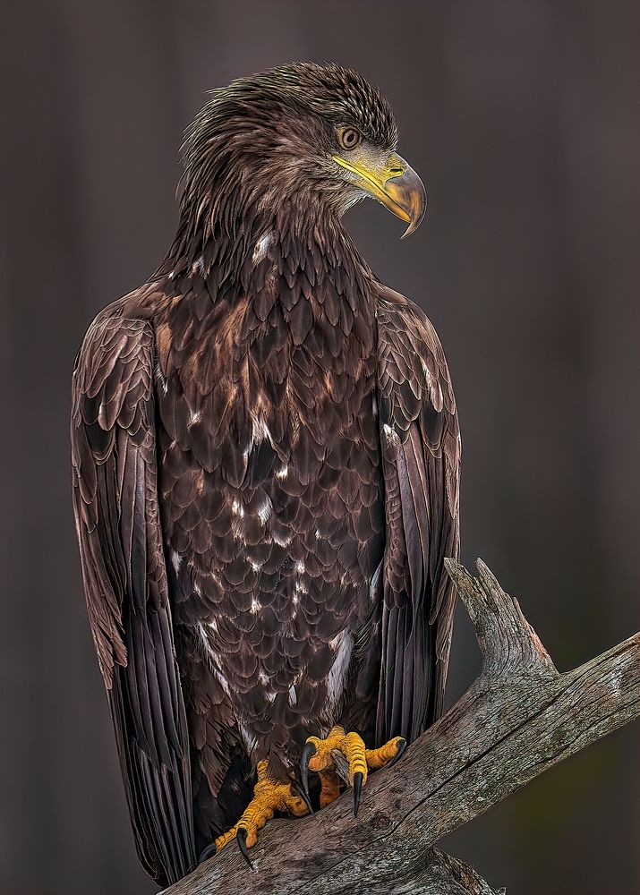 портрет орлана-белохвостая
