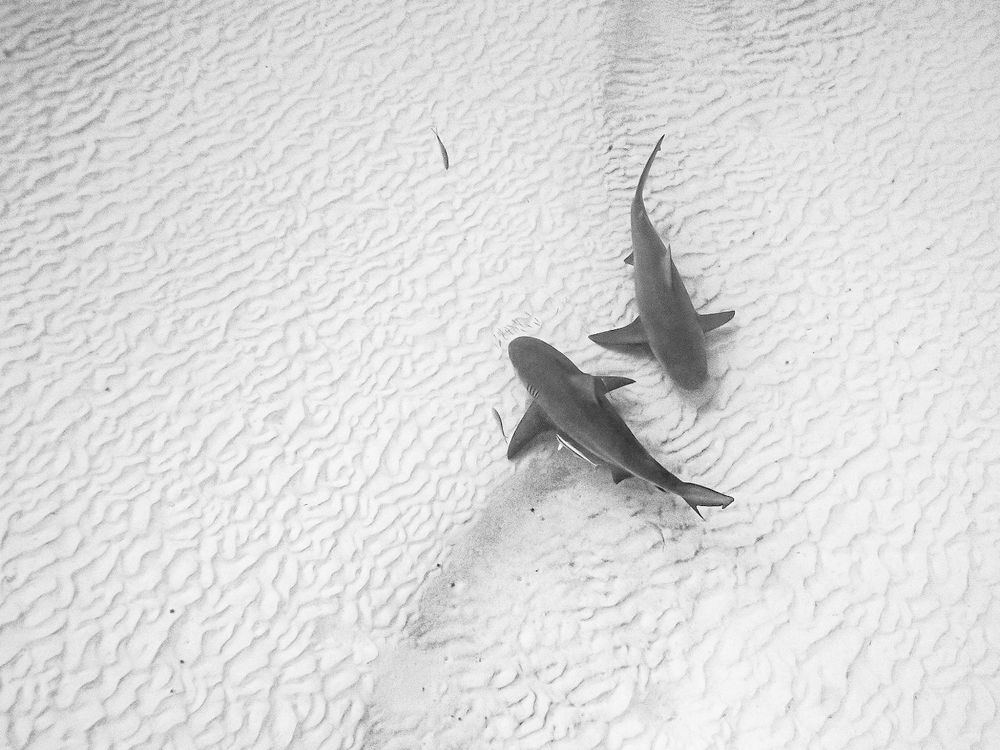 Photograph by Ceci Gutierrez