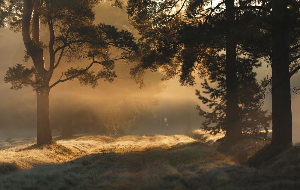 Photograph by Щепотина Татьяна