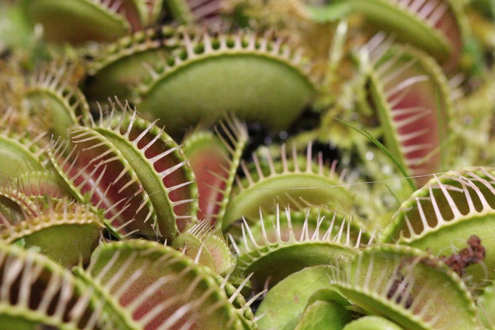 Венерина мухоловка