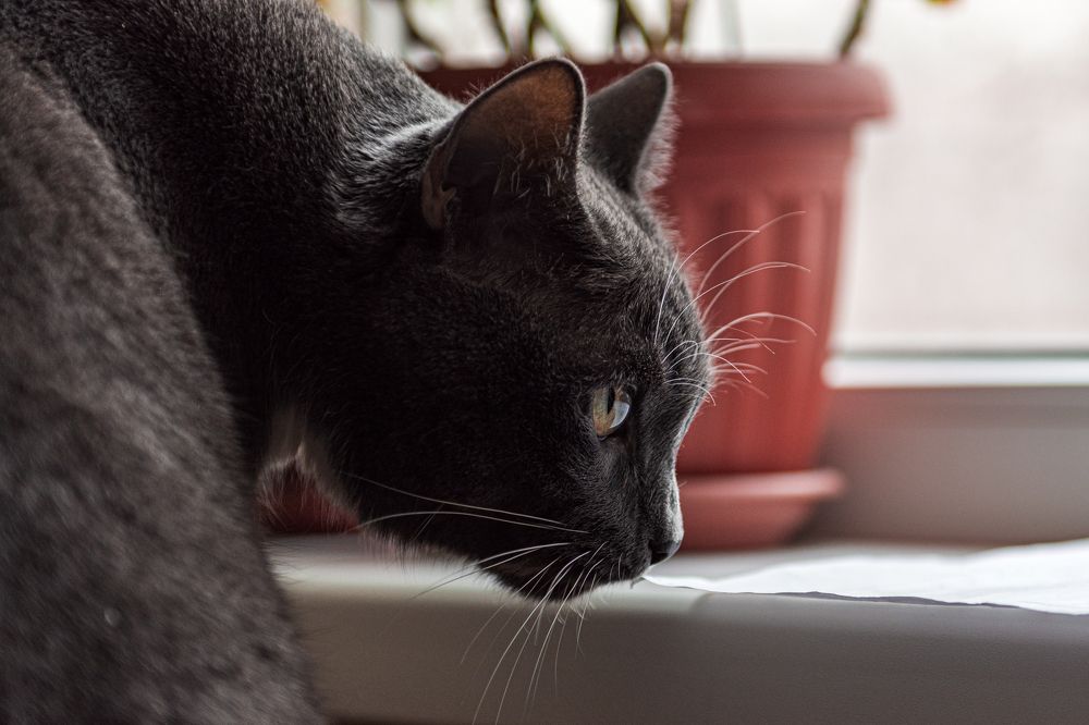 Photograph by Алексей Кузьмин