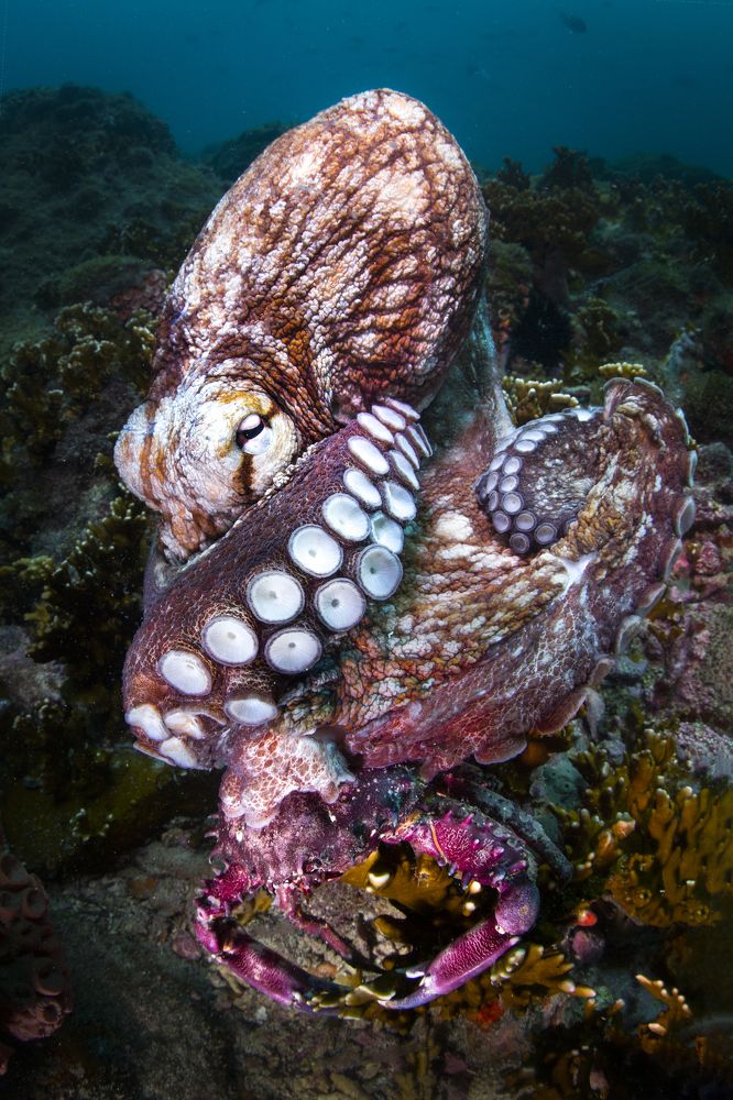 Фотография автора Paula Vianna