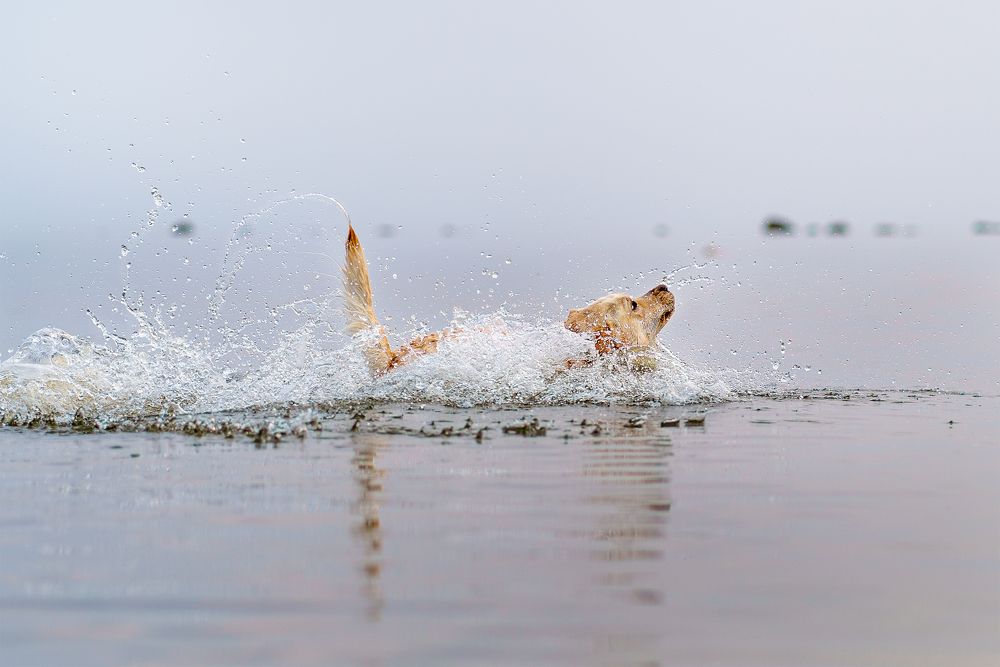 Купание лабрадора