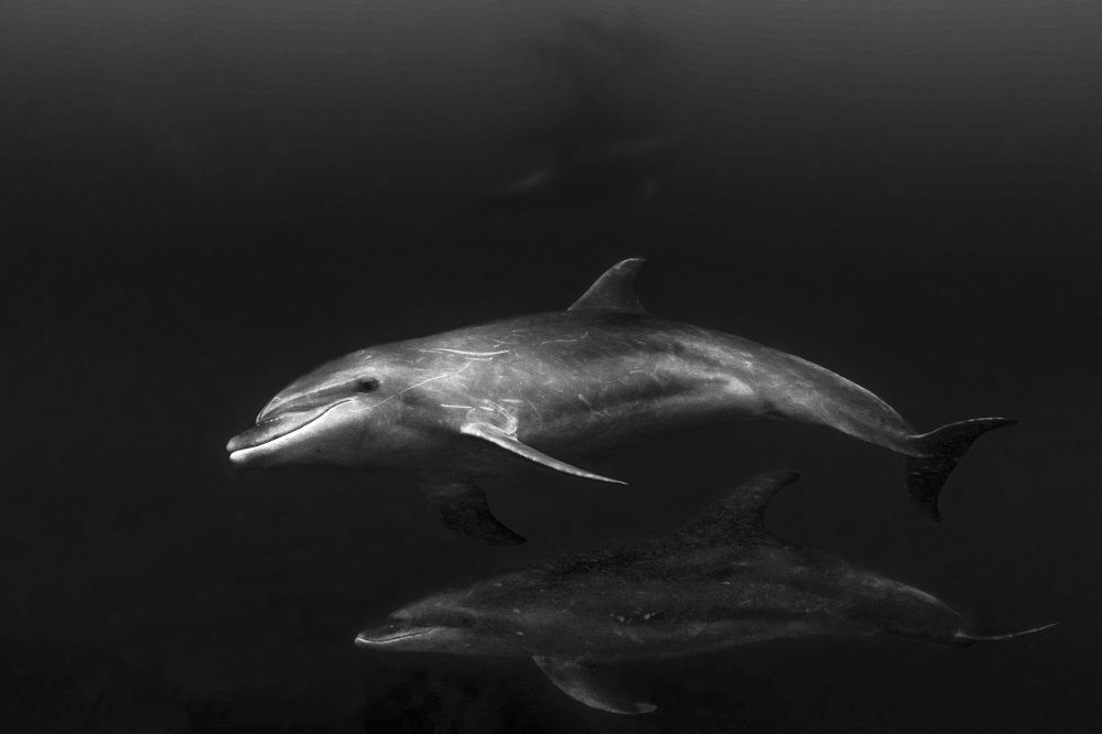 Фотография автора Paula Vianna