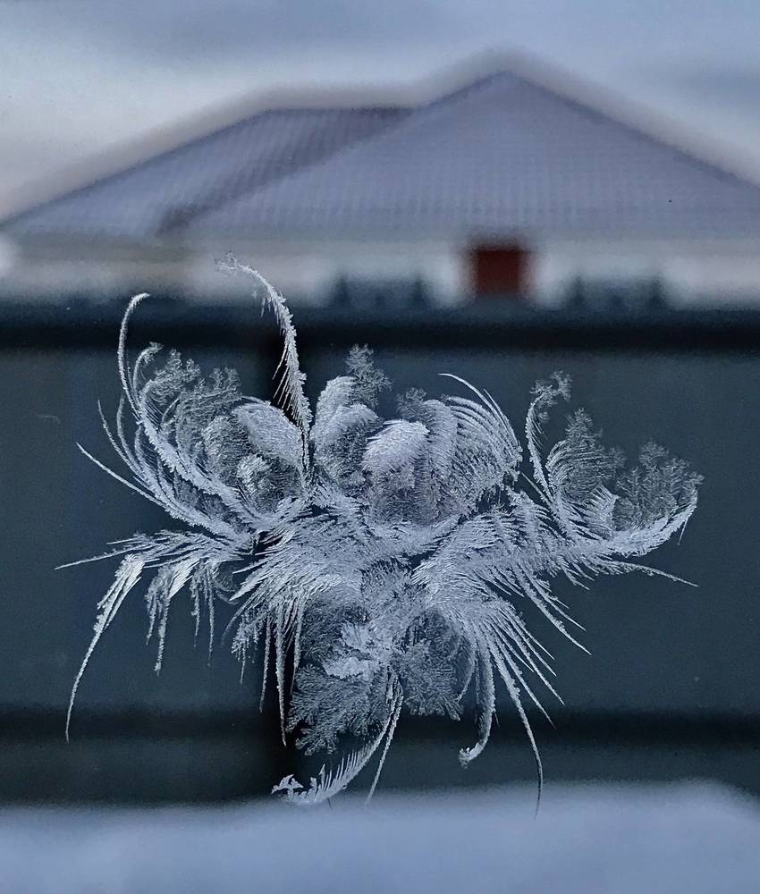 Мороз художник