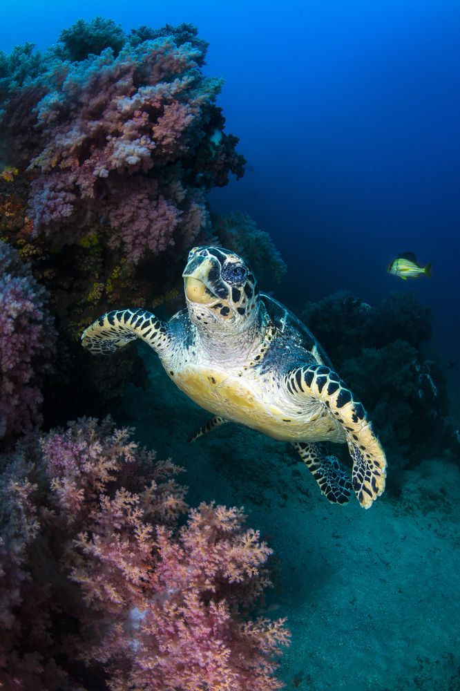 Фотография автора Paula Vianna