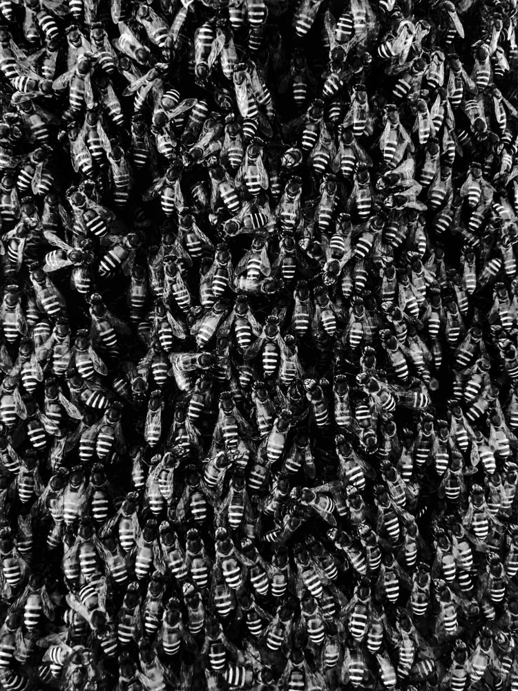 Photograph by Janakan Sritharan