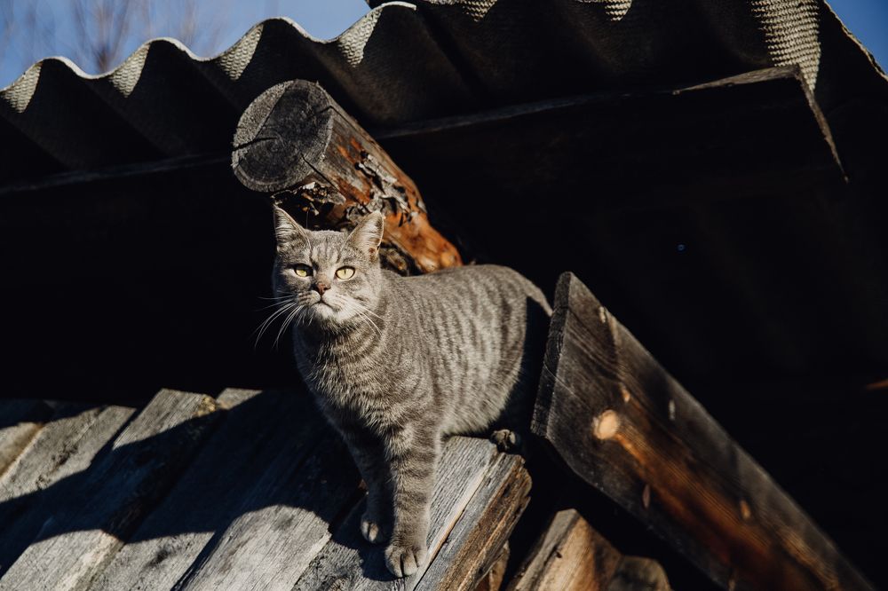 Photograph by Александра Механошина