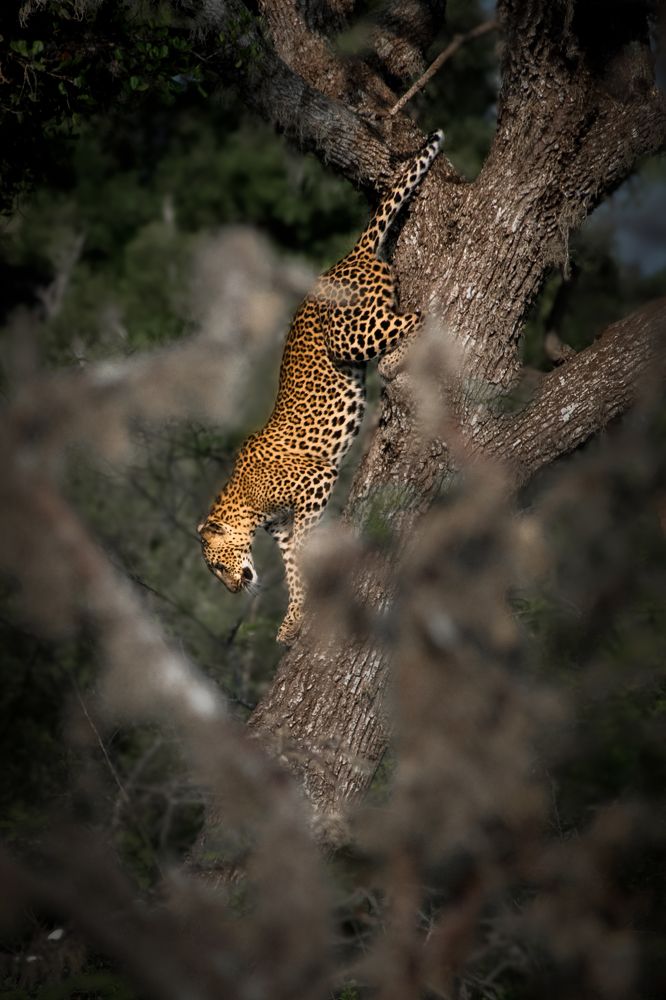 Leopards on Trees