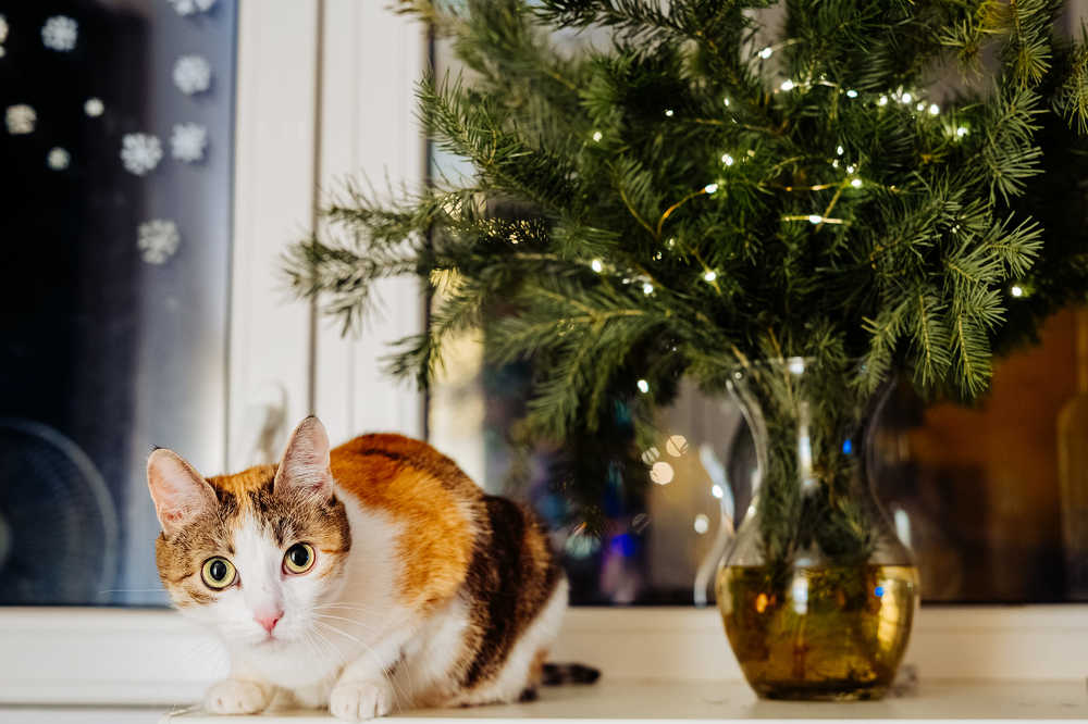 Фотография автора Наталья Барова