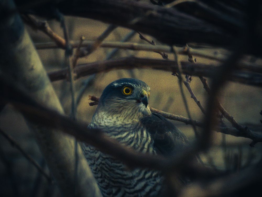 Photograph by Parisa Bahrami