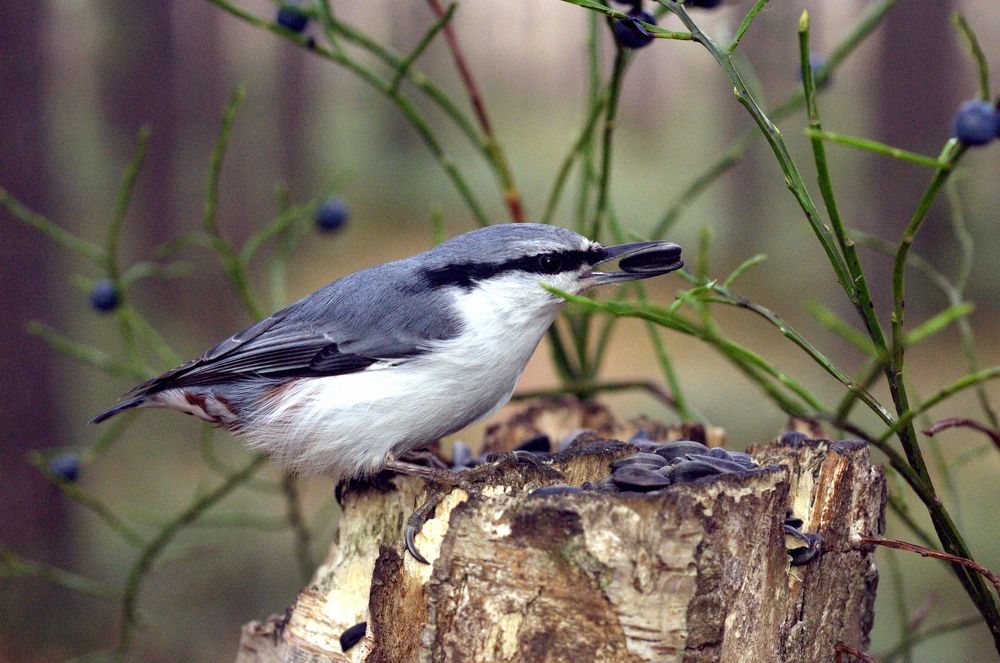 Поползень на пне